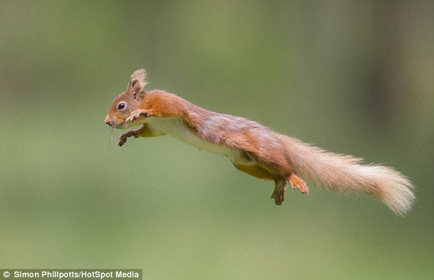 Stroke Recovery and the Squirrel.